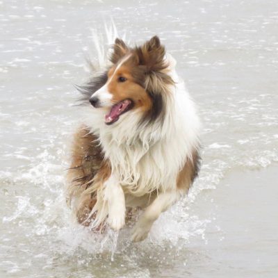 Sheltie running in ocean