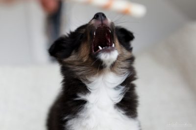 Sheltie puppy barking