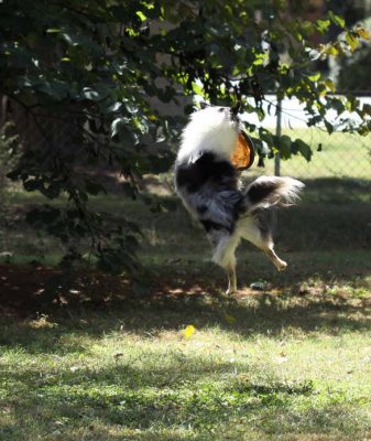 Sheltie jumping