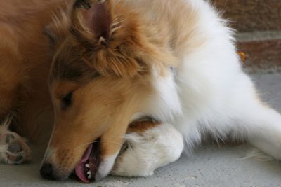 Sheltie puppy chewing on toes
