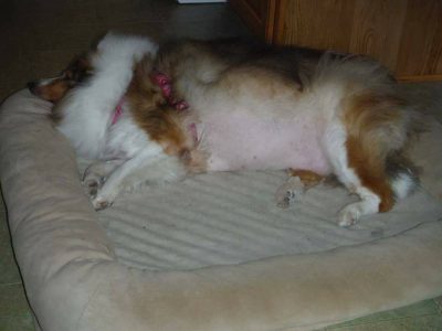 obese Sheltie