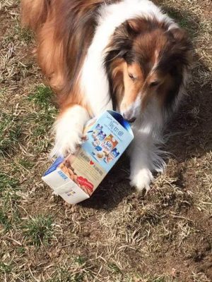 Sheltie and milk container
