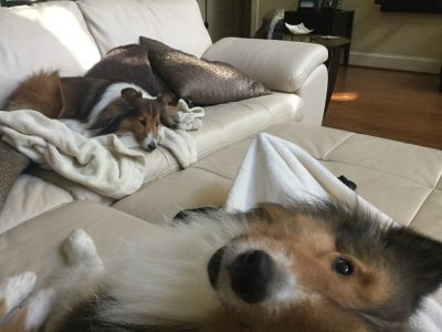 Shelties on couch