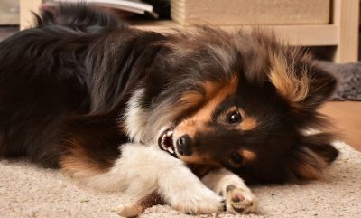 Sheltie chewing