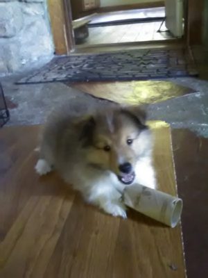 Sheltie puppy and toilet paper roll