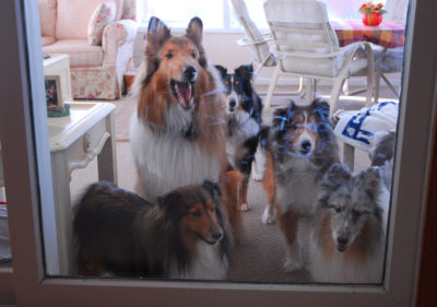 Shelties on the porch