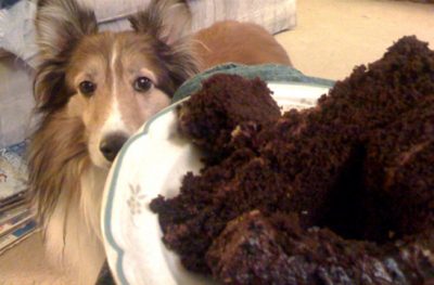 Sheltie begging for cake