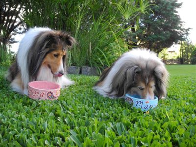 Shelties eating