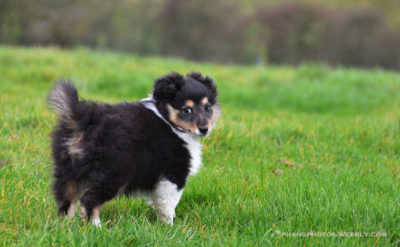 Sheltie puppy