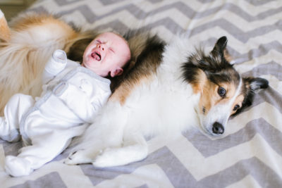 Sheltie and baby