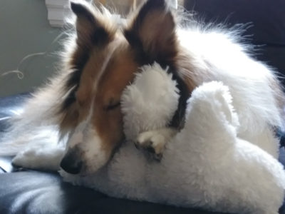 Sheltie snuggling with bear