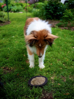 Sheltie frisbee