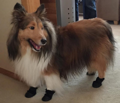 Sheltie in boots