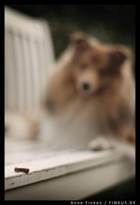 Sheltie waiting for treat