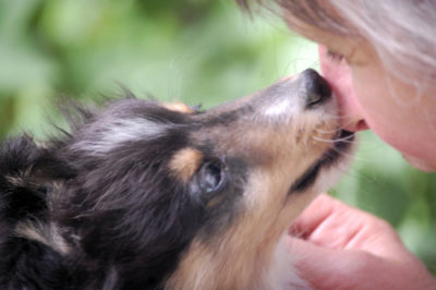 Sheltie kissing nose