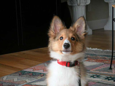 Sheltie puppy with big ears