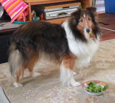 Sheltie eating lettuce