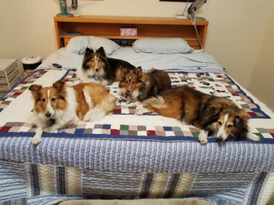 Shelties on bed
