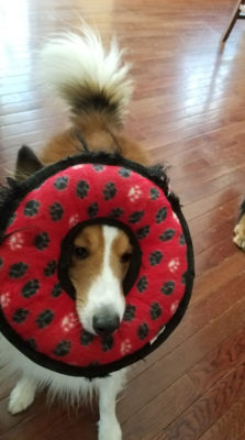 Sheltie with toy