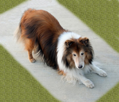 sheltie yoga