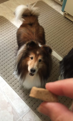 Sheltie looking at cookie