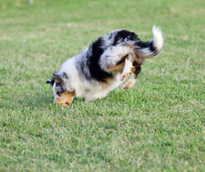 Sheltie leap