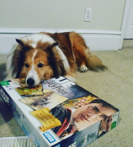 Sheltie on board game