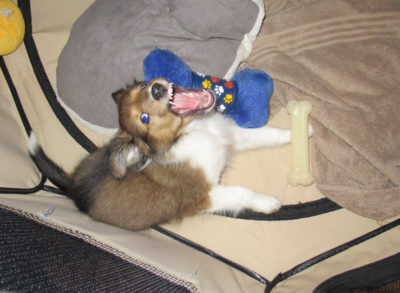 Sheltie puppy teeth