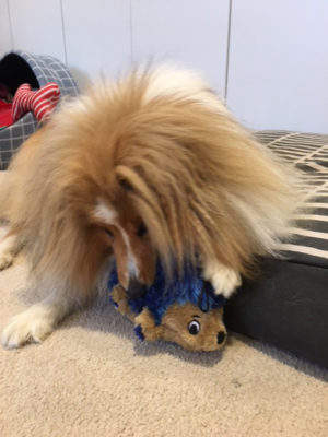 Sheltie ear hair!