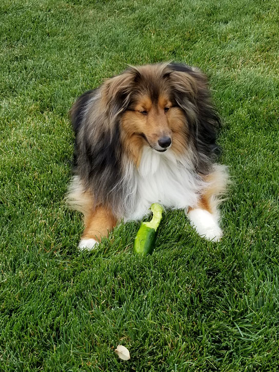 Sheltie eating cucumber