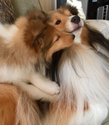 Sheltie puppy kissing
