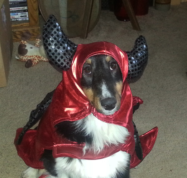 Sheltie as devil