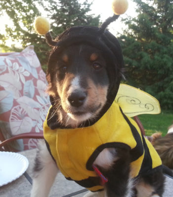 Sheltie in bee costume