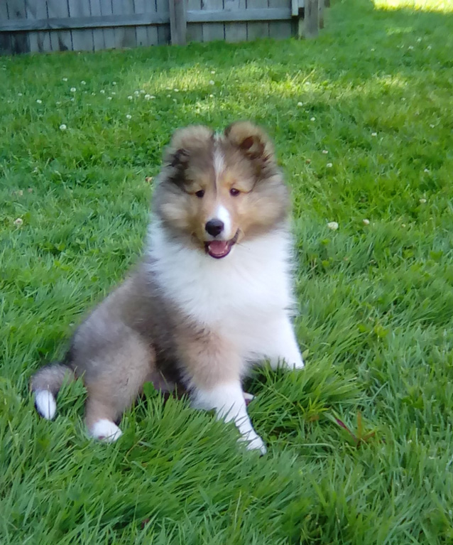 Sheltie Nation | Archive | Puppies